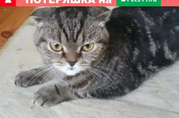 Найдена кошка на ул. Максима Горького д10