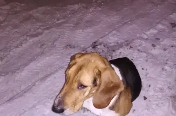 Найдена собака на ул. Южно-Зеленая, Заводской район, Саратов.