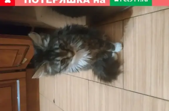 Найден котенок на Большеохтинском 15, ищет дом