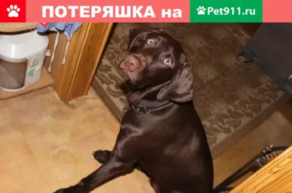 Собаки потеряшки, посёлок Васильевское, фото: Потеряшка охотничья собака Фобас в пос. Васильевское