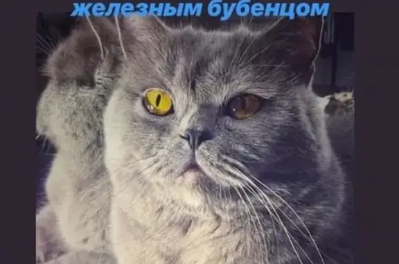 Пропал британский кот Марик, ул. Федосеева 3, Тихорецк