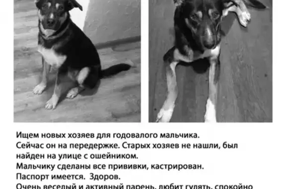 Найдена собака на улице Пионерской, Королёв