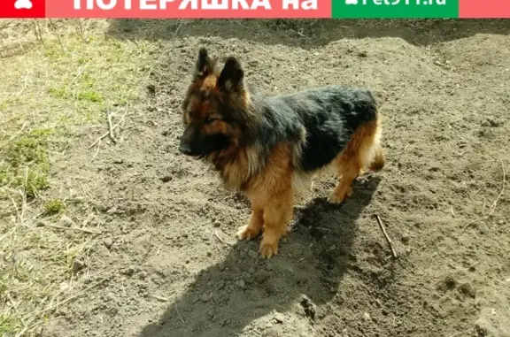 Пропала собака в Тобольске: немецкая овчарка длинник под горой