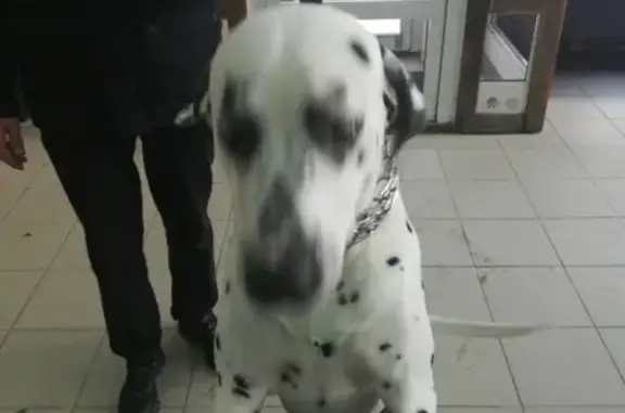 Найдена собака на ул. Громова 16, Кировский район, Новосибирск