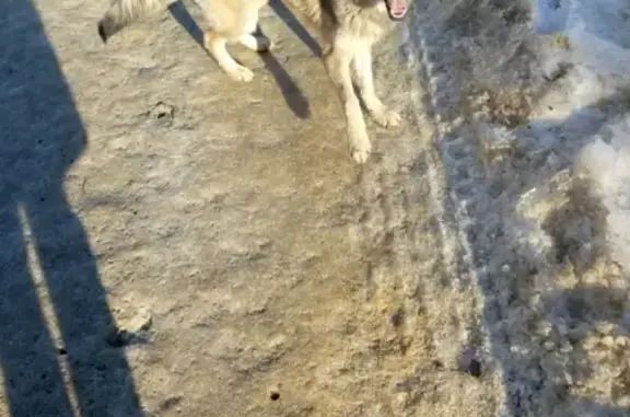 Найдена собака в Волгограде с бордовым ошейником
