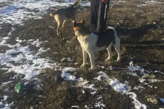 Собаки потеряшки, городское поселение Нарткала, фото: Потеряшкаи две собаки с ошейником в Нарткале