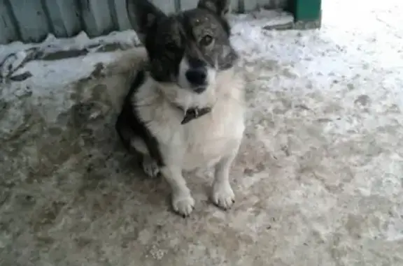 Пропала собака Миша в Бахте возле церкви