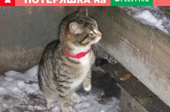 Найдена кошка на ул. Новаторов, ОТЗОВИТЕСЬ!