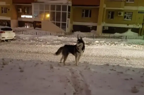 Найдена молодая собака в Советском районе Казани