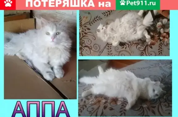 Пропала кошка в Ельце, ул. Л.Толстого-Комсомольская-В.Орлова.