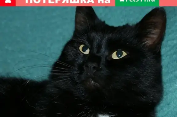 Пропал взрослый черный кот Мудик в районе доручастка, Сыктывкар