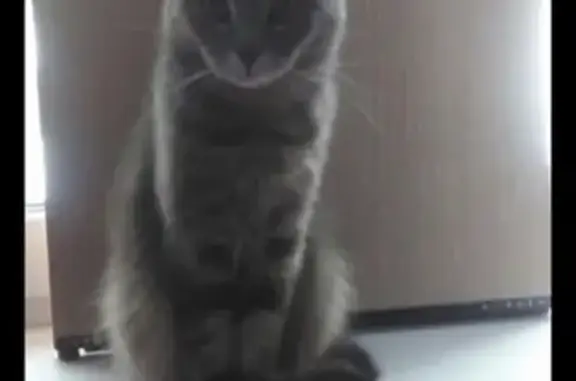 Кошки потеряшки, СНТ Приокский, фото: Потеряшка кошка в СНТ Приокский, Московская область