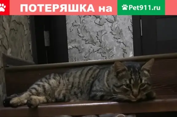 Пропал кот Максим в Армавире