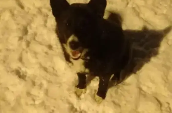 Найдена собака в Коломне, возможно щенок.