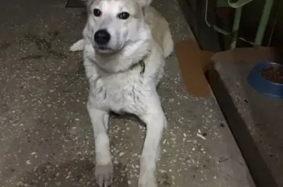 Найдена собака в районе центра рынка, Киров.