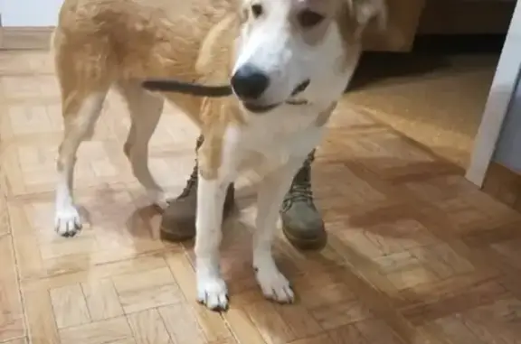 Найдена собака (Академический, Екатеринбург)