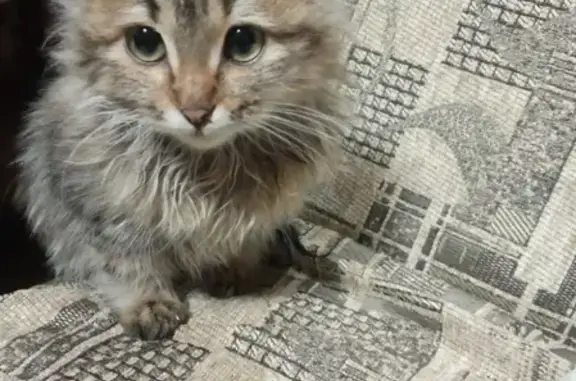 Найдена кошка на Березниковской, нужен дом.