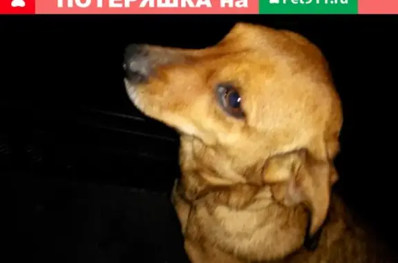Найдена собака в Краснодаре, район Дзержинского и Лузана.