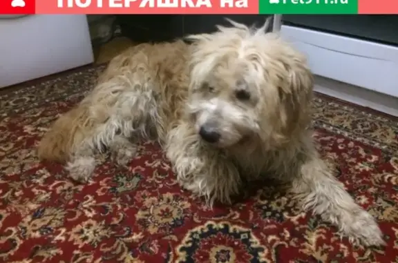 Пропала собака в Нижегородской области с адресником и номером