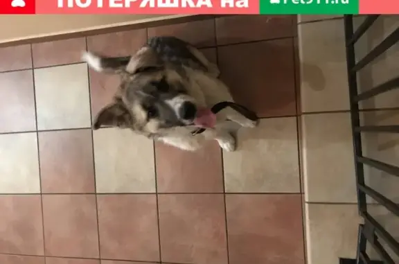 Найден щенок на Остафьевской