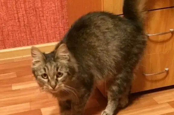 Найдена молодая кошка в Калуге