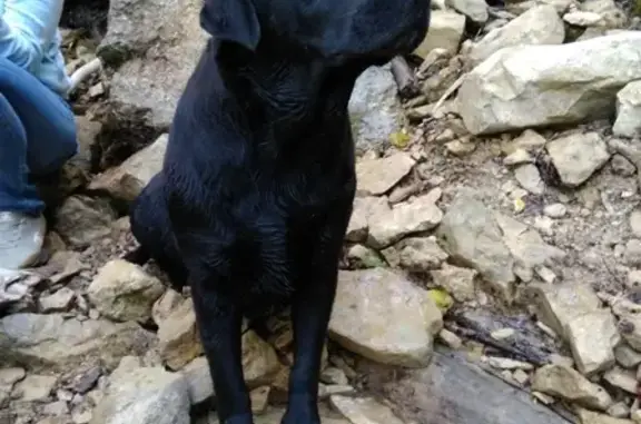Пропала собака Лабрадор на Луганской, Краснодар