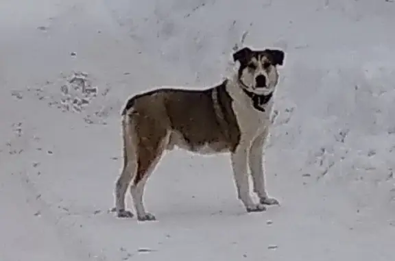 Потерянный пёс в ошейнике ищет хозяина в Саратове