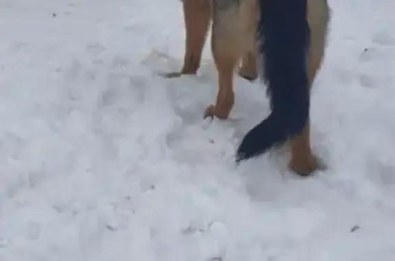 Найдена собака в Воронеже, ищем хозяина