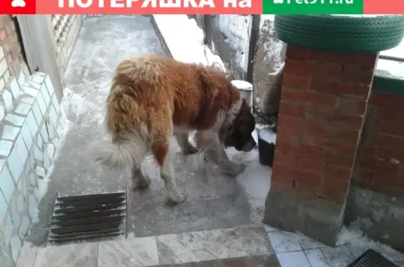 Найдена собака в Черногорске, Россия