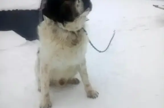 Найдена собака в Беляевке, Оренбургская область