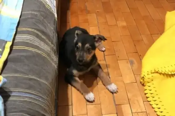 Найдена собака в СПб, Купчино - ищет новый дом