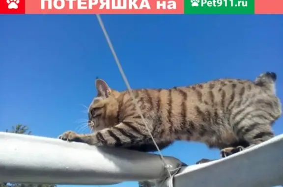 Пропал кот бобтейл в Оренбурге: помогите найти!