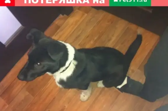 Найдена собака на ул. Русановкай в СПб