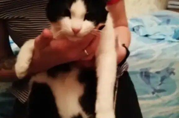 Найдена домашняя кошка в Ачинске
