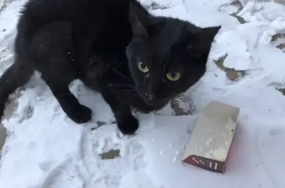 Найдена чёрная кошка в Твери, ищет хозяина
