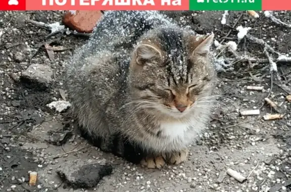 Найден кот в Кунцево, Москва