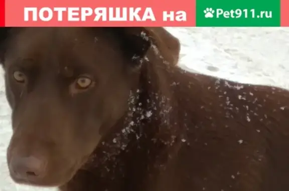 Найдена собака в Красноярске, контакт Татьяна, цвет шоколад