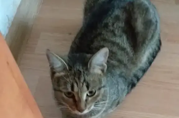 Найдена домашняя кошка на Преображенской, Московская область