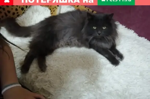 Потерялся котик на ул. Полякова, 30, Тольятти