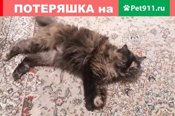 Пропала кошка в Михайловске, ул. Ленина, 163А