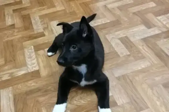 Найдена щенок русско-европейской лайки на ул. Лядова, Казань
