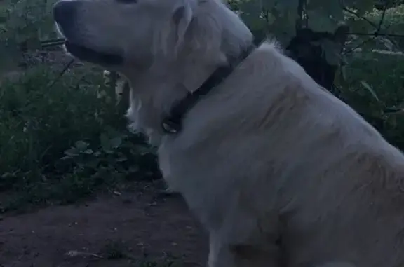 Пропала собака Голден ретривер в Духовницком районе