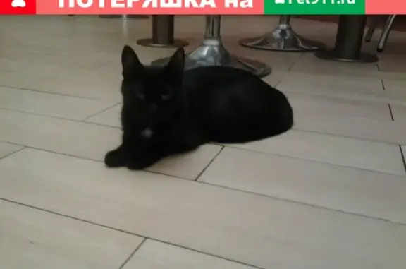 Найдена кошка с медальоном на ул. Новая Заря, 23