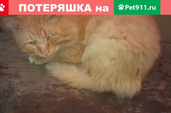 Пропала рыжая кошка в Балаково, между 4-м и 4б микрорайонами