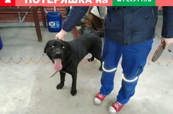 Собака найдена в Новороссийске [id253914105|Ирина Логвинова]