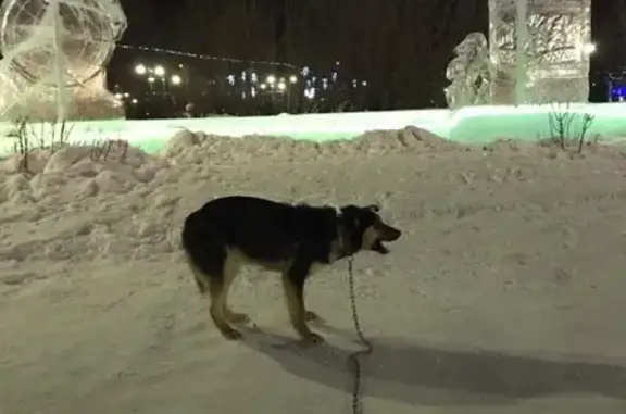 Найдена собака на Новособорной в Томске