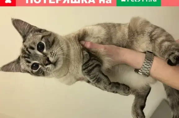 Найден кот в Архангельске