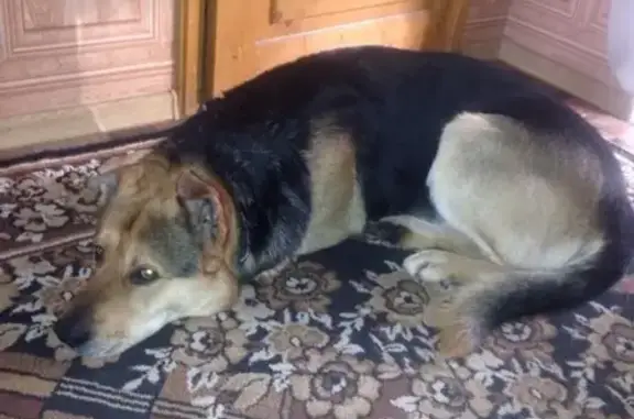 Пропала собака в Кирове, нужен репост!