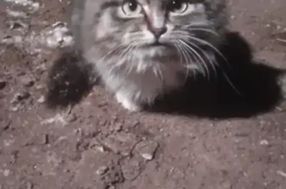 Найдена кошка на ул. Уральской, ищем новый дом.