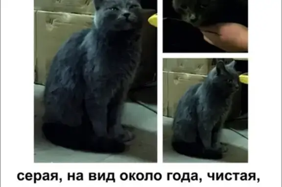 Найдена кошка в Челябинске!